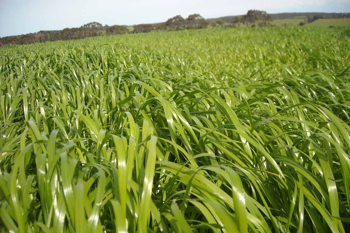 Seed Rye Thumpa 25kg