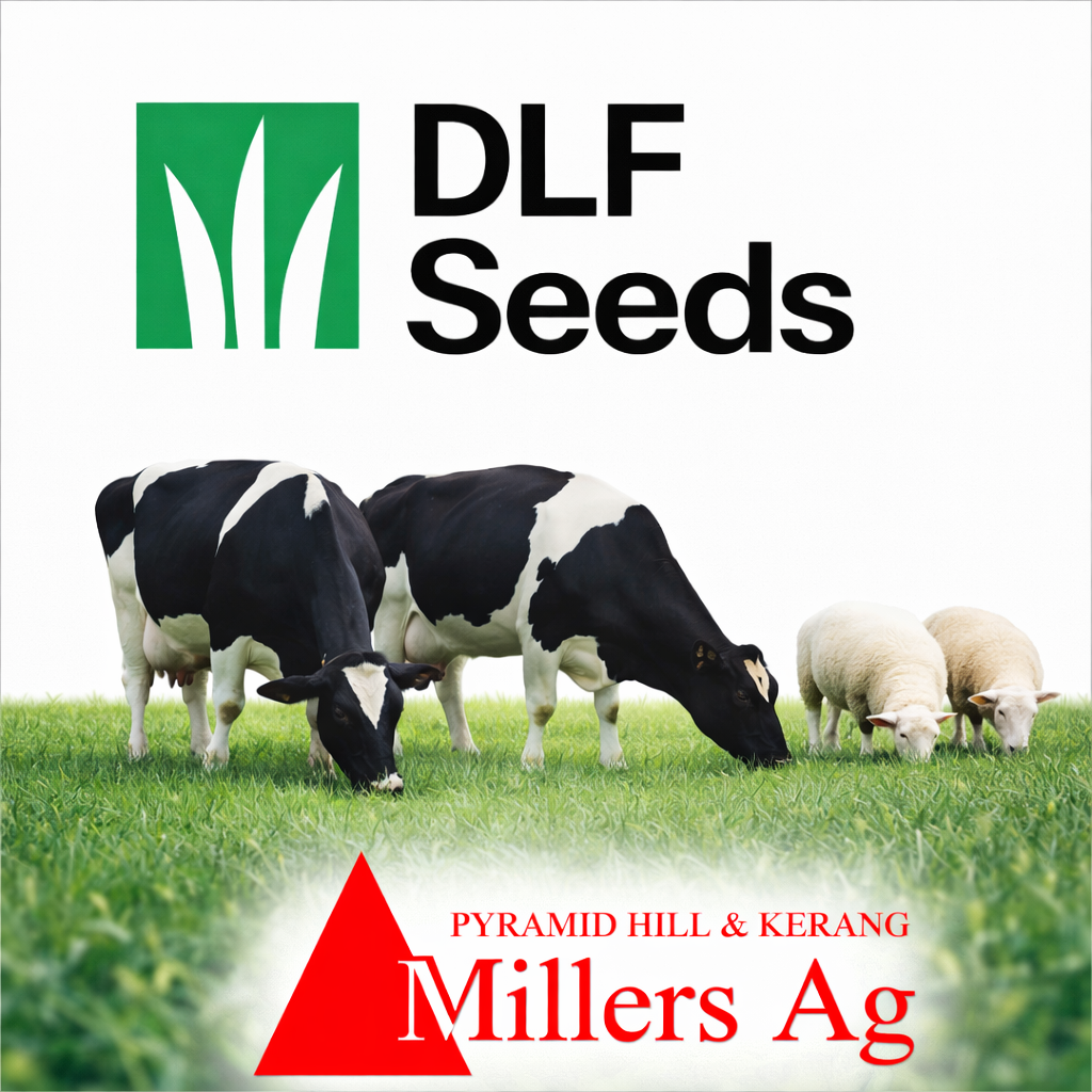 Seed Rye Thumpa 25kg