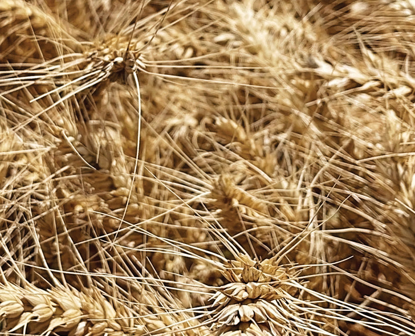 Seed Wheat Tomahawk 1000kg