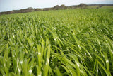 Seed Rye Thumpa 25kg