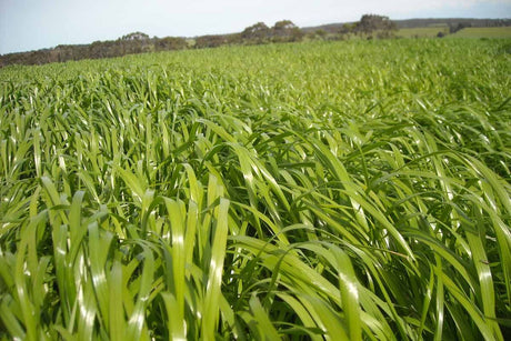Seed Rye Thumpa 25kg