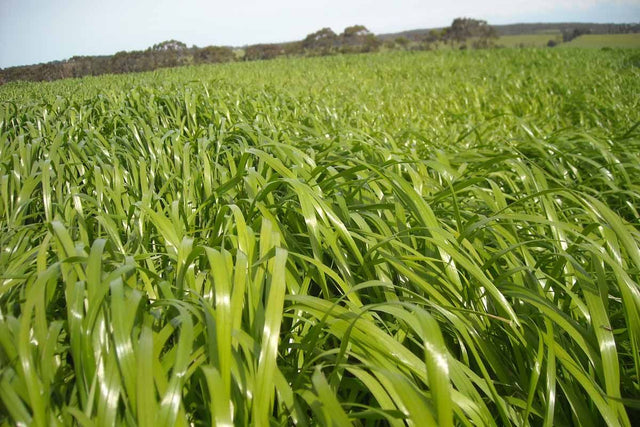 Seed Rye Thumpa 25kg