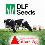 Seed Rye Thumpa 25kg