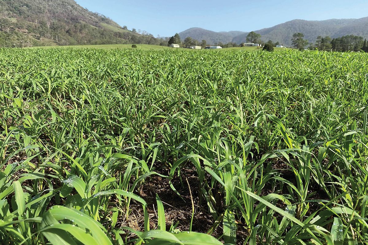 Seed Sorghum Speedan Bag 25kg