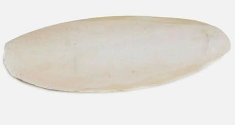 Cuttlefish Bone 20cm Single
